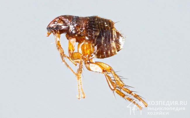 Блохи – одни из наиболее распространенных паразитов, их насчитывается свыше 1000 видов