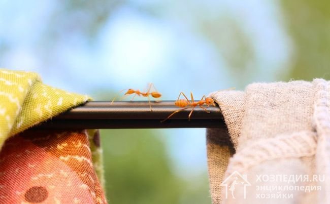 Безопасные методы для борьбы с муравьями в квартире
