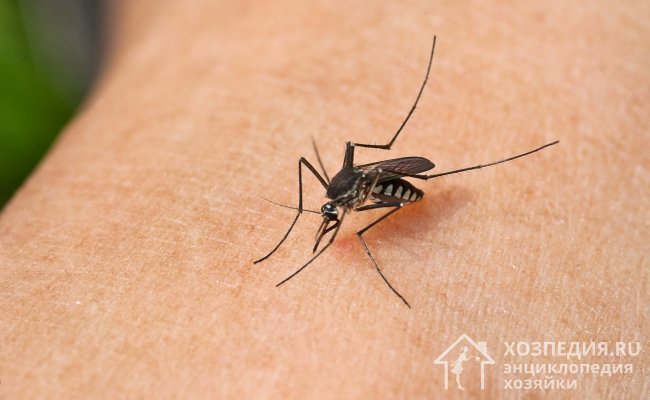 Комары – опасные насекомые, укусы которых провоцируют зуд, покраснение и развитие аллергической реакции. Чтобы избежать проблем, важно знать, как избавиться от вредителей