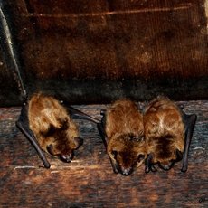 Как избавиться от летучих мышей под крышей дома