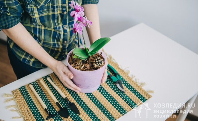Для спасения орхидеи проведите ее тщательный осмотр, удалите цветы, бутоны и пораженные листья
