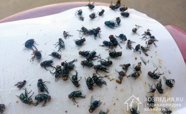 Самодельные ловушки помогут в борьбе с насекомыми