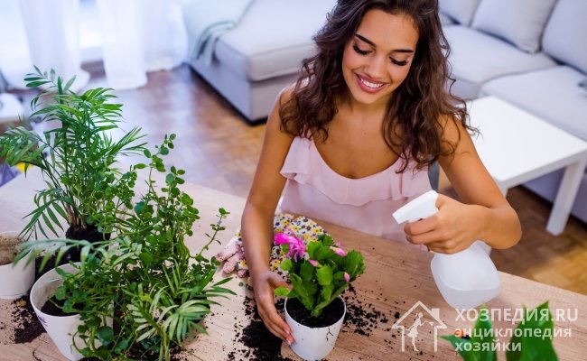 Чтобы сохранить комнатные цветы, обеспечьте им должный уход, регулярно проводите осмотр для своевременного выявления вредителей и периодически выполняйте профилактическую обработку