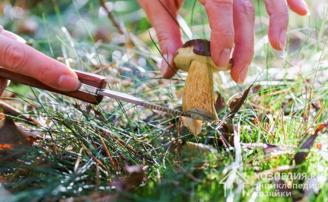 Чтобы защитить кожу рук от грибного пигмента во время сбора и чистки грибов, надевайте резиновые перчатки