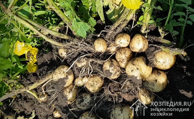 В гнезде под кустом закладывается 10-12 довольно одномерных картофелин