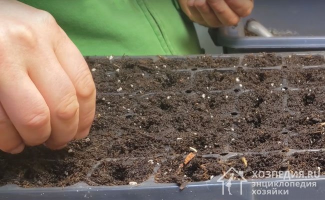 Опытные огородники советуют сеять семена на рассаду в конце апреля – первой половине мая