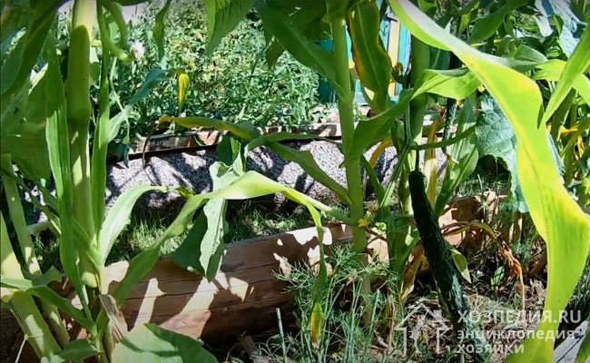 Некоторые огородники практикуют совместную посадку с кукурузой, крепкие стебли которой служат естественной опорой для огурцов