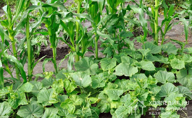 Рядом с огуречной грядкой можно заранее посадить кукурузу, фасоль, бобы – их густая зелень создаст рассеянную тень