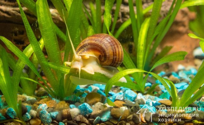 Для поддержания чистоты в аквариуме заселите улиток, которые будут поедать мелкие водоросли и остатки корма, не допуская их разложения и загрязнения резервуара