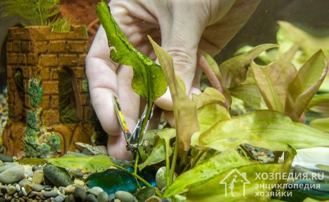 Для поддержания порядка в резервуаре периодически проводите прополку живых водорослей и удаляйте поврежденные части растений