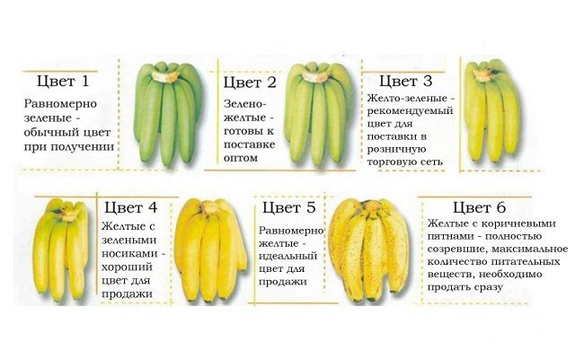 Выбирая бананы в магазине, обратите внимание на степень их зрелости. Если планируете быстро съесть фрукт, покупайте желтый спелый. Когда нужно сохранить плоды в течение некоторого времени, отдайте предпочтение зеленым фруктам