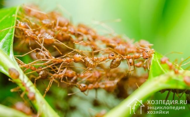  Общие рекомендации, как избавиться от муравье в квартире