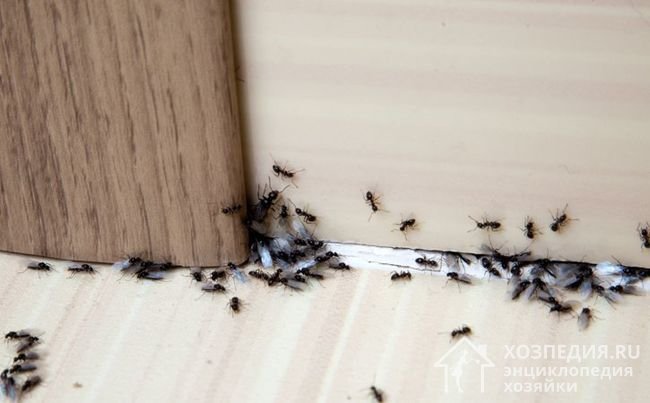 Чем опасны муравьи в квартире?