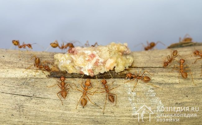 Домашние средства для борьбы с муравьями в квартире