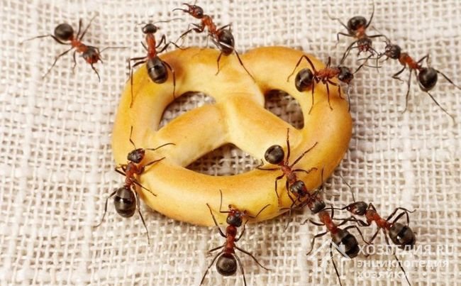 Как предупредить появление муравьев в квартире