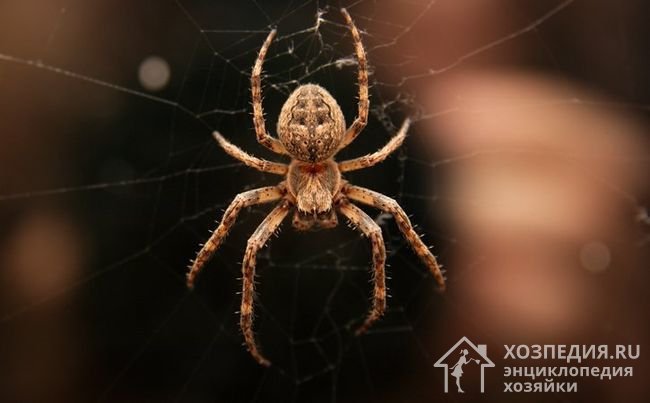 Как избавиться от пауков в квартире: полезные рекомендации
