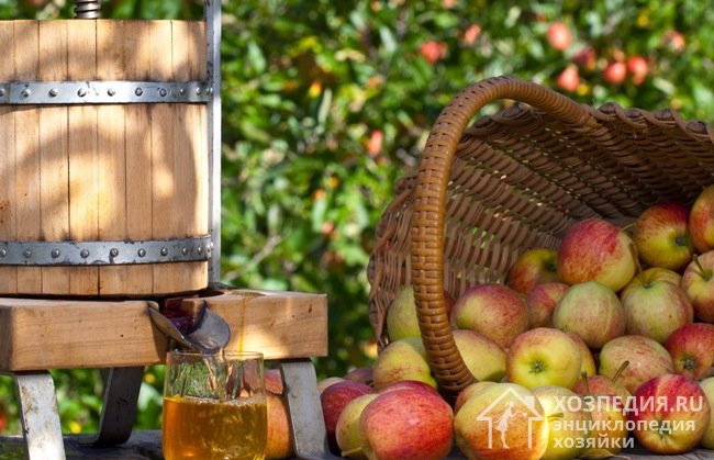 Покупка мощной соковыжималки для яблок нецелесообразна для небольших приусадебных участков