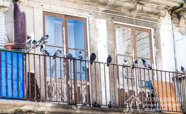 Голуби, поселившиеся на балконе, создают для хозяев массу проблем