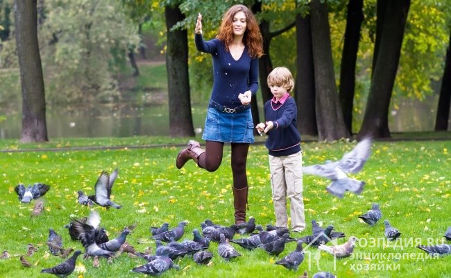 Кормить птиц лучше всего в парках, ну или хотя бы во дворе