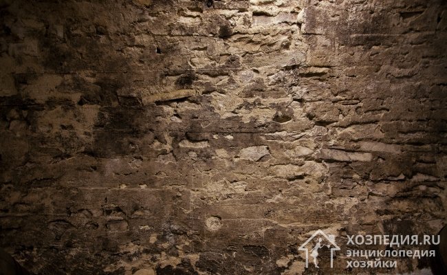 Плесень часто можно увидеть на стенах в подвалах и погребах