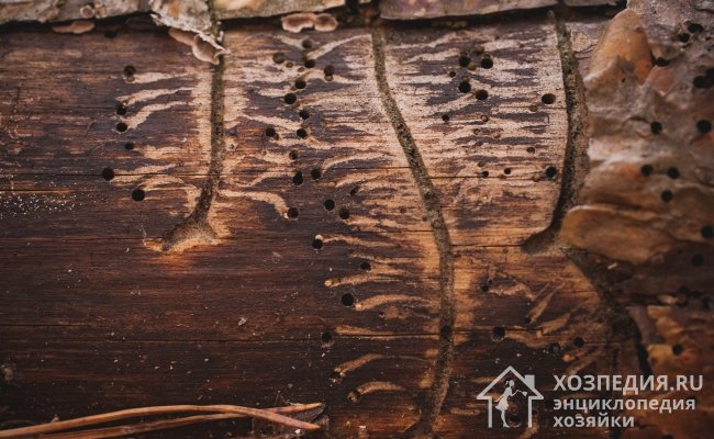 На появлении короедов указывает наличие небольших отверстий и ходов, которые виднеются под корой деревьев или на пораженных деревянных изделиях
