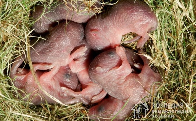 Новорожденные крысята растут очень быстро