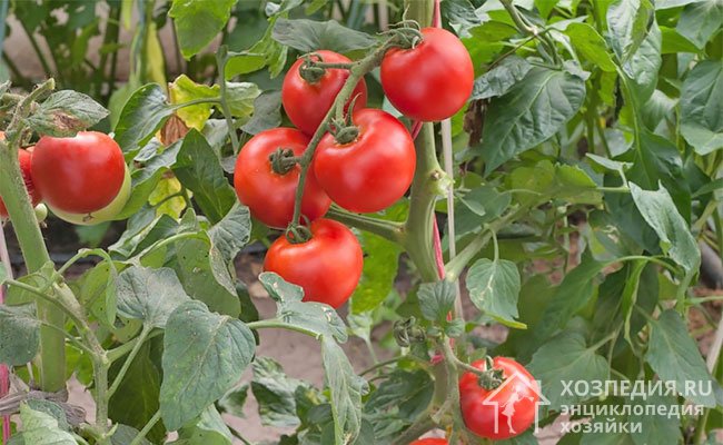 Ботва томатов обладает многими полезными свойствами
