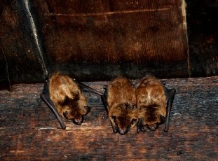 Как избавиться от летучих мышей под крышей дома