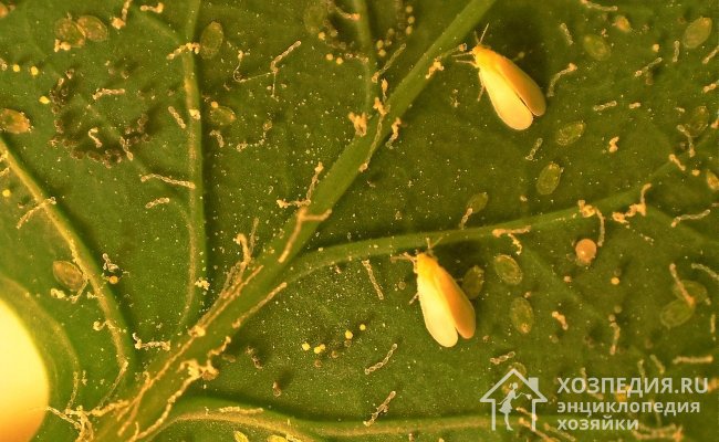 Белокрылки – мелкие мошки, личинки которых наносят существенный урон корневой системе и листьям цветов