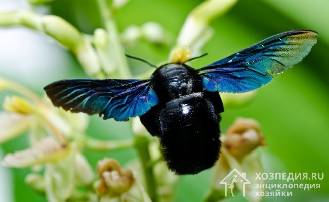 Пчелы-плотники имеют довольно внушительные размеры, черное тельце, покрытое мелким пушком, и фиолетовые крылышки