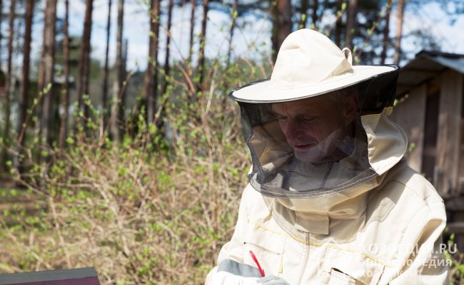 Собираясь на охоту за пчелами, наденьте специальный защитный костюм или плотную одежду