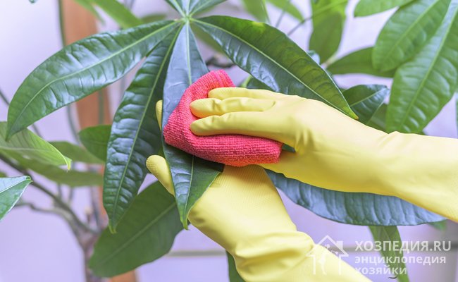 Используя инсектициды, соблюдайте рекомендованные меры безопасности, а после обработки тщательно вымойте руки дезинфицирующим средством