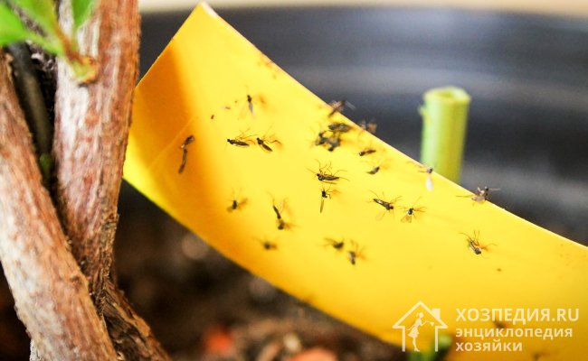 Поймать вредителей можно при помощи липкой ленты, которая используется для отлавливания мух, комаров и прочих насекомых