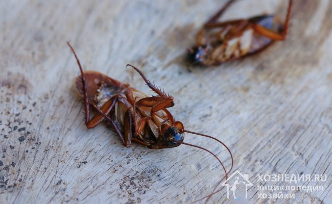 Уничтожать тараканов нужно обязательно, поскольку они несут угрозу здоровью человека