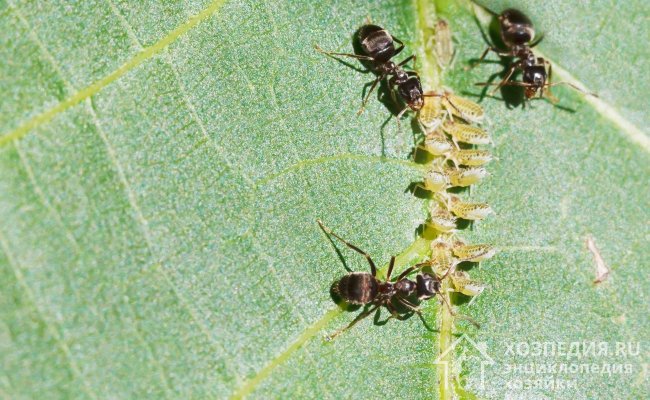 Один из признаков поражения растений тлей – появление муравьев