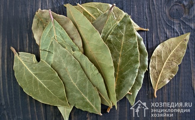 Лавровый лист – доступное, безопасное и действенное средство отпугивания насекомых от круп, чая, сухофруктов и прочих продовольственных товаров