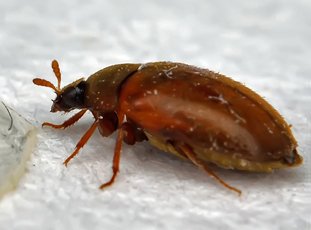 Как избавиться от жуков кожеедов в квартире