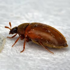 Как избавиться от жуков кожеедов в квартире